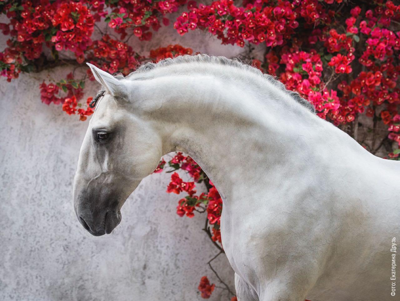 Фото Лошадей Мира